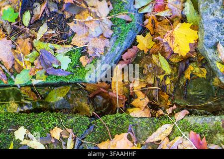 Autumn leaves that have fallen on some rocks Stock Photo