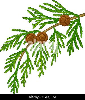 Cypress Branch Colored Detailed Illustration. Stock Vector