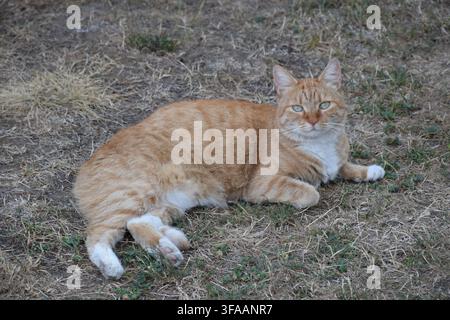 Ginger tabby cat lying on dry grass outdoors in Tata, Hungary... Stock Photo