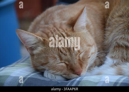 Ginger tabby cat sleeping peacefully on a cushioned chair in Tata, Hungary... Stock Photo