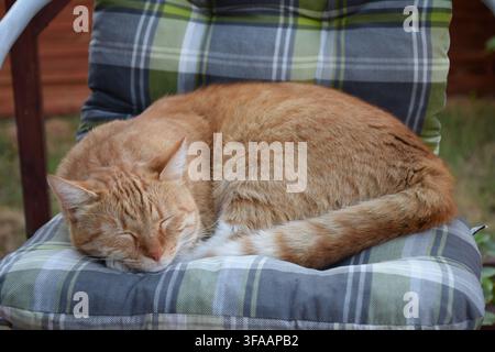 Ginger tabby cat curled up asleep on a garden chair in Tata, Hungary... Stock Photo