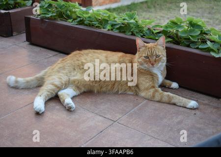 Ginger tabby cat relaxing on a patio beside a raised garden bed in Tata, Hungary... Stock Photo