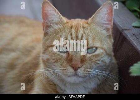 Close-up portrait of a ginger tabby cat outdoors in Tata, Hungary... Stock Photo