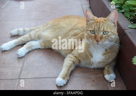 Ginger tabby cat relaxing on a patio beside a raised garden bed in Tata, Hungary... Stock Photo