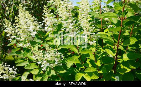 Beautiful white panicle hydrangea flowers blooming on green bush. Natural hydrangea paniculata shrub with textured leaves in summer garden. Detailed Stock Photo