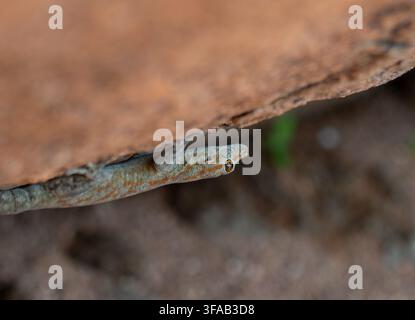 Gecko lizard peeking out from under a rock, close-up of reptile head and eye, Namibia Stock Photo