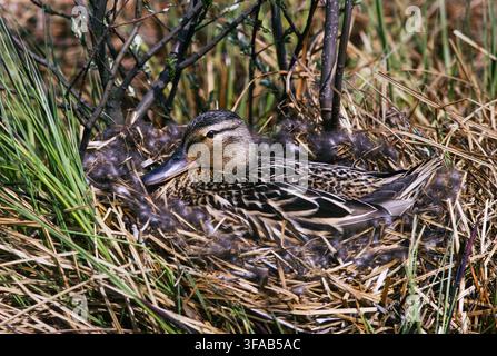 female Mallard duck, Anas platyrhynchos, brooding on ground nest with eggs at Brent Reservoir, Welsh Harp, London, England, United Kingdom. Stock Photo
