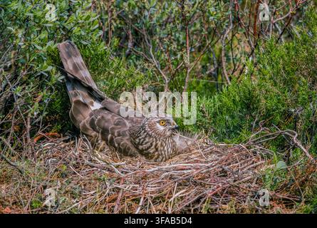 female Hen Harrier, Circus cyaneus, on ground nest with eggs in heather moorland, Scottish Isles, Scotland, United Kingdom. Stock Photo