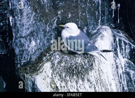 Black-legged Kittiwake, Rissa tridactyla, on cliff nest with eggs, Farne Islands, Northumberland, England, United Kingdom. Stock Photo