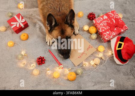 A German Shepherd lies beside a Dear Santa letter surrounded by gifts, tangerines, and warm fairy lights. The scene highlights a cozy Christmas mood Stock Photo