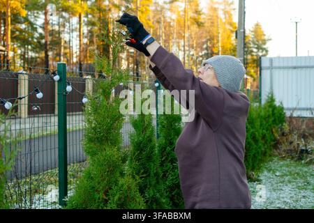 Senior woman pruning thuja hedge in her autumn backyard on frosty day. Elderly homeowner trims arborvitae branches with garden shears. Retiree maintains evergreen border preparing garden for winter Stock Photo