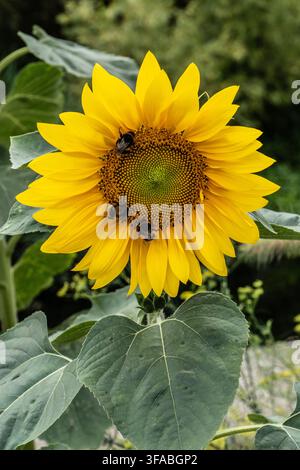 Bright Sunflower With Bees Feeding On Pollen In A Green Garden Close-Up For Pollination Concept Stock Photo