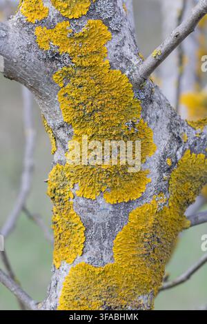 Yellow lichen growing on the bark of a tree. Stock Photo