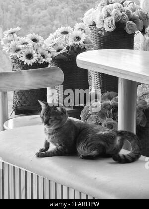 A gray cat resting on cushioned chair beside flower basket and wooden table, creating peaceful monochrome outdoor garden scene with soft natural light Stock Photo