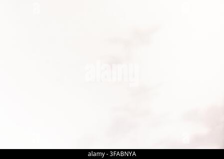 A clean, minimalist abstract background featuring soft leaf shadow patterns cast on a smooth white wall, creating an elegant aesthetic with ample copy Stock Photo
