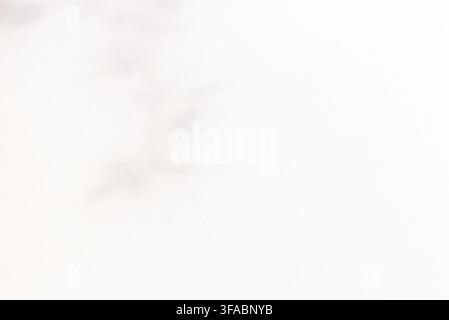 A clean, minimalist abstract background featuring soft leaf shadow patterns cast on a smooth white wall, creating an elegant aesthetic with ample copy Stock Photo