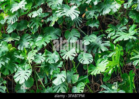 Close up of lush tropical foliage growing on vertical green wall in Shenzhen city, China. Layered green foliage, abstract nature texture background Stock Photo