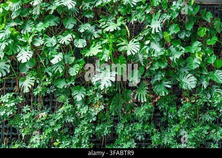 Dense tropical plants form lush vertical living wall in Shenzheni city, China. Layered green foliage, abstract nature texture background, sustainable Stock Photo