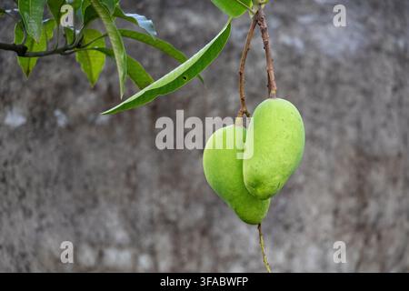 Two fresh raw green mangoes hanging on tree branch with green leaves outdoors. Organic tropical fruit developing in natural orchard farm environment. Stock Photo
