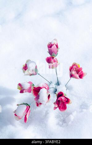Plastic pink roses emerging from cold snow on winter day The Concept of permanent beauty and cold weather Stock Photo