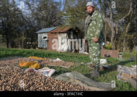 KYRGYZSTAN, Arslanbob, farmer and walnut forest leaser with harvested walnuts drying in the sun / KIRGISISTAN, Arslanbob, Walnuß Waldpächter mit geernteten Walnüßen die in der Sonne trocknen Stock Photo