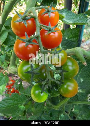 A ripening truss of tomato Sweet Success. Cherry tomato, cordon tomato, cordon cherry tomato, Stock Photo
