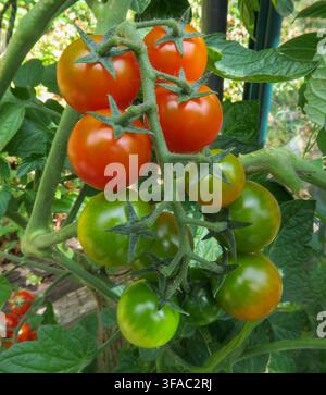 A ripening truss of tomato Sweet Success. Cherry tomato, cordon tomato, cordon cherry tomato, Stock Photo