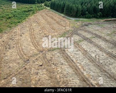 The remains of a forest in the Brecon Beacons after cutting and processing mature pine for timber, pulp etc for commercial purposes. Stock Photo