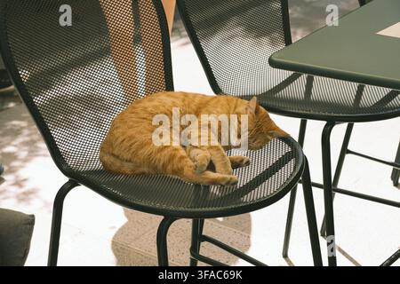 Ginger tabby cat curled up asleep on a sunlit black metal mesh chair at an outdoor cafe Stock Photo