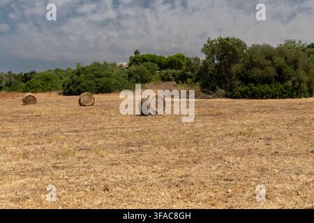 Three large, cylindrical hay bales sit in a harvested field with dry grass and a backdrop of green trees and shrubs Stock Photo