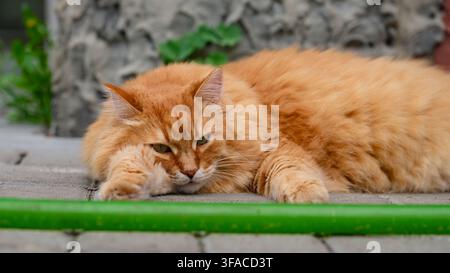 A fluffy ginger cat lying lazily on a stone paved walkway on a backyard. Stock Photo