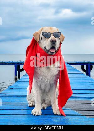 Funny yellow Labrador retriever wearing heart shaped sunglasses and a red scarf sits on a blue wooden dock by calm water under a cloudy sky. Stock Photo