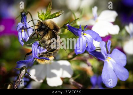 Wymondham Windmill 19h August 2026: Vistors enjoy clooler dark rain clouds  and sunshine in the historic 210-year  Cliff of the windmill insects move around the flowers in the grounds Norton Ģ����ý Live News Stock Photo