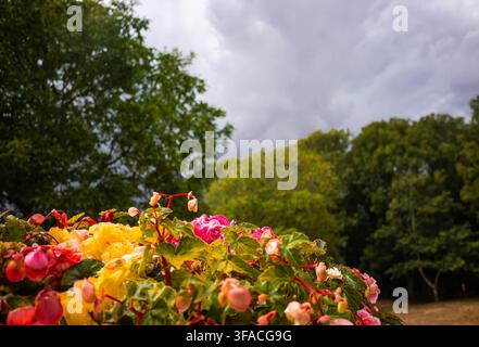 Wymondham Windmill 19h August 2026: Vistors enjoy clooler dark rain clouds  and sunshine in the historic 210-year  Cliff of the windmill insects move around the flowers in the grounds Norton Ģ����ý Live News Stock Photo