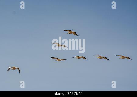 Flock of African waterbirds flying in formation against a clear blue sky in Tanzania, East Africa Stock Photo