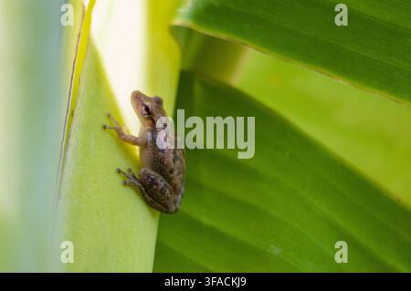 Close-up of a tiny tree frog resting on a light green tropical banana tree against a smooth background Stock Photo