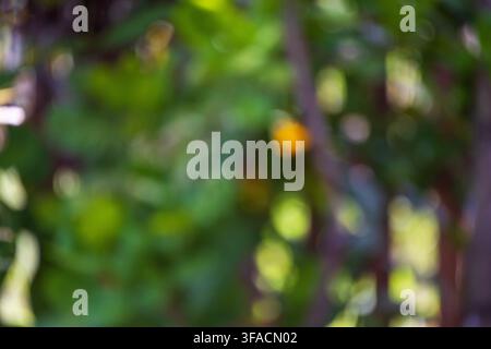Abstract green nature background with soft bokeh and patches of yellow light Stock Photo