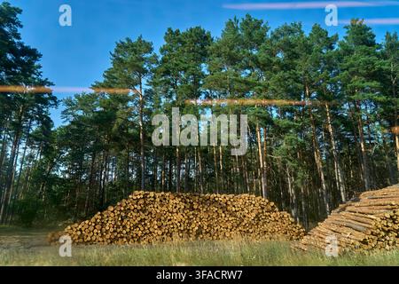 Commercial timber extraction and forestry management in August in Magdeburg Sachsen-Anhalt, a massive log pile of Scots pine (Pinus sylvestris) stacke Stock Photo
