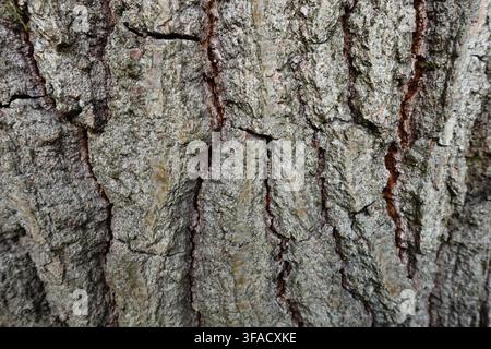 Close-up view of deeply textured tree bark showing rugged ridges, cracks, fissures and natural variations in grey and brown tones, creating an organic Stock Photo