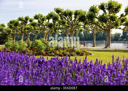 Lush Flower Beds Along Rhine Promenade in Worms, germany Stock Photo