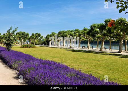 Lush Flower Beds Along Rhine Promenade in Worms, germany Stock Photo