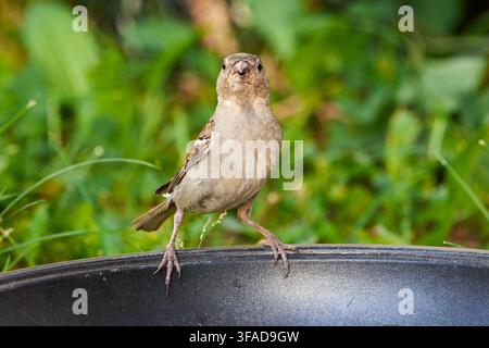 House sparrow female bird (Passer domesticus) Stock Photo