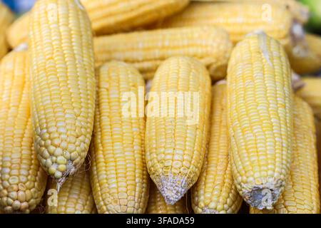 Close up of fresh yellow corn cobs showing detailed kernels and natural texture for food, agriculture, recipes, and market design. Stock Photo