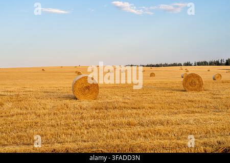 Wide field with round hay bales under bright blue sky Stock Photo
