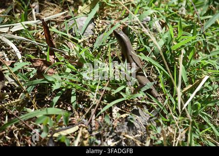 A small brown lizard or skink camouflaged among green grass and dry leaves on the ground. Wildlife photography. Bali, Indonesia. Stock Photo