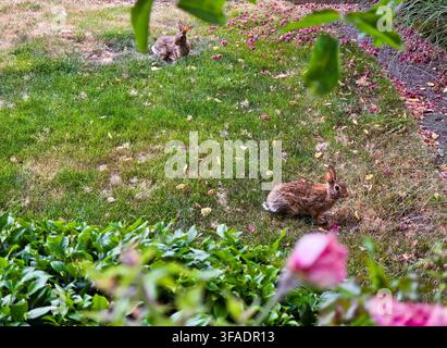Two Brown Rabbits in a Flower Garden on a Grassy Lawn Stock Photo
