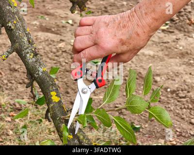 Close-up of a gardener holding professional shears and pruning an apple tree branch in spring Stock Photo