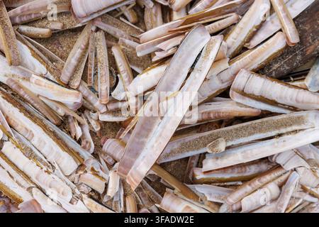 Razor clam shells washed ashore in dense accumulation on North Sea beach Stock Photo