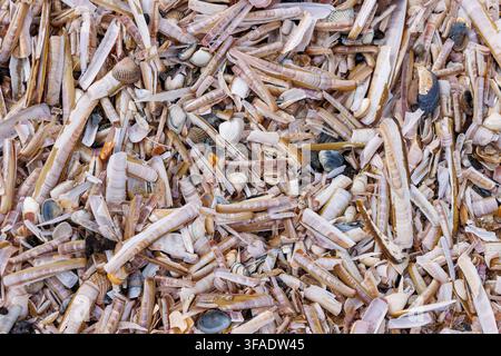 Dense texture of broken razor clam shells washed ashore on beach Stock Photo
