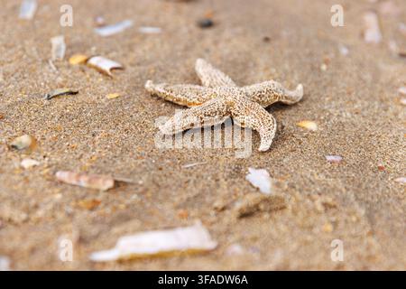 Common starfish washed ashore on sandy North Sea beach in Netherlands. Selective focus Stock Photo